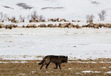 The Return of Wolves to Colorado Will Change Elk Hunting There. Here’s How